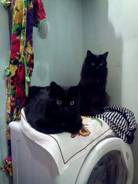 Котовторник 01.07.2014