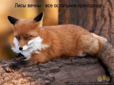 Лисята тоже могут быть
