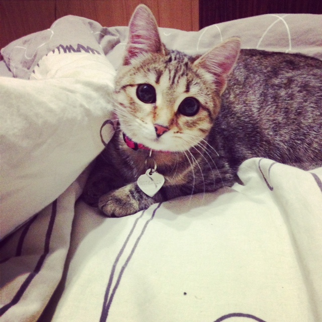 Котовторник 16.09.14