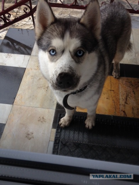 До этого момента мне нравились хаски