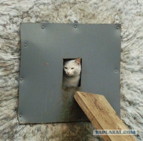 Котовторник