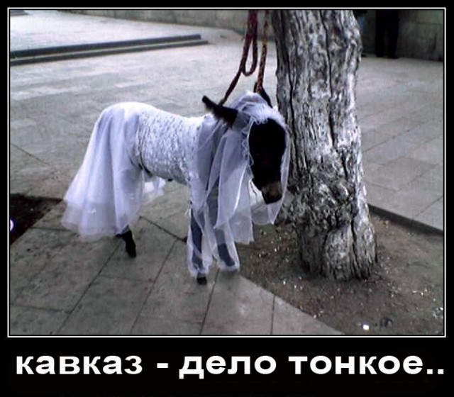 «Стреляющая свадьба» проехала по центру Петербурга