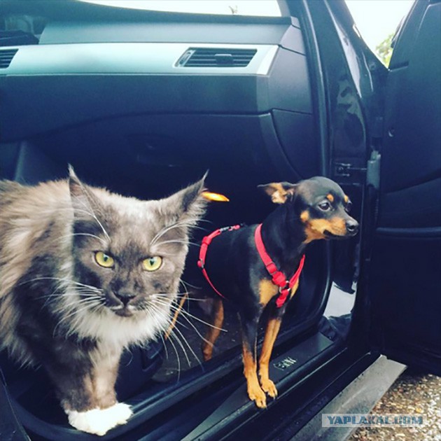 Опасный котэ