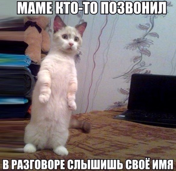 Мохнатые беспредельщики