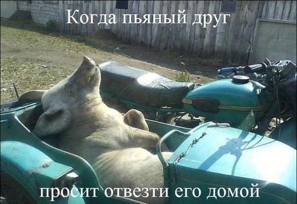 Автоюмор