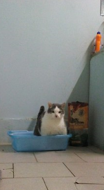 Ваши фотки котов на телефон