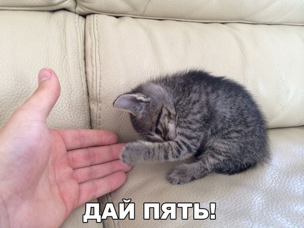 Прикольные животные