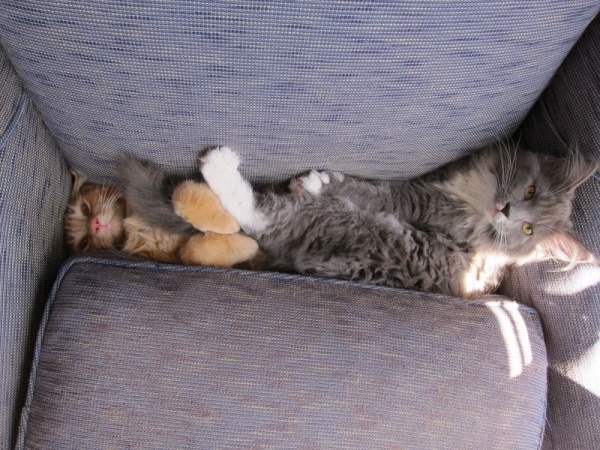 Коты из сети