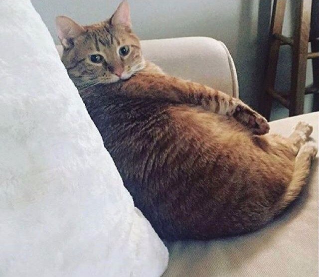 20 шикарных фотографий, в которых вся суть котов