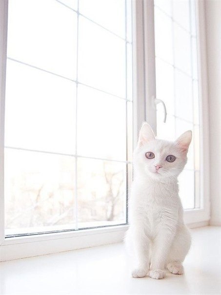 Коты и Кошки