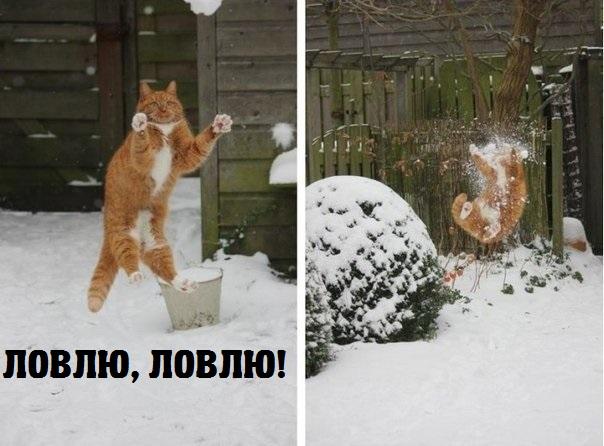 Центнер Идиотизма