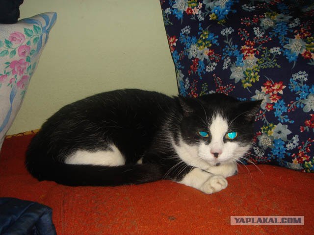Котовторник на ЯПлакалъ (20.05.08), прикольные коты, добавляем свои!
