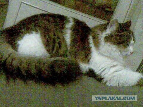 Котовторник на ЯПлакалъ: Кото и кто-то!