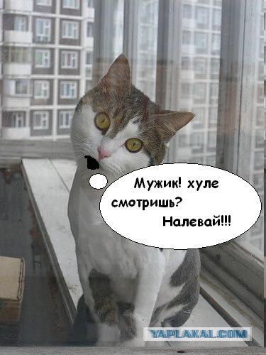 О майн КОТ!
