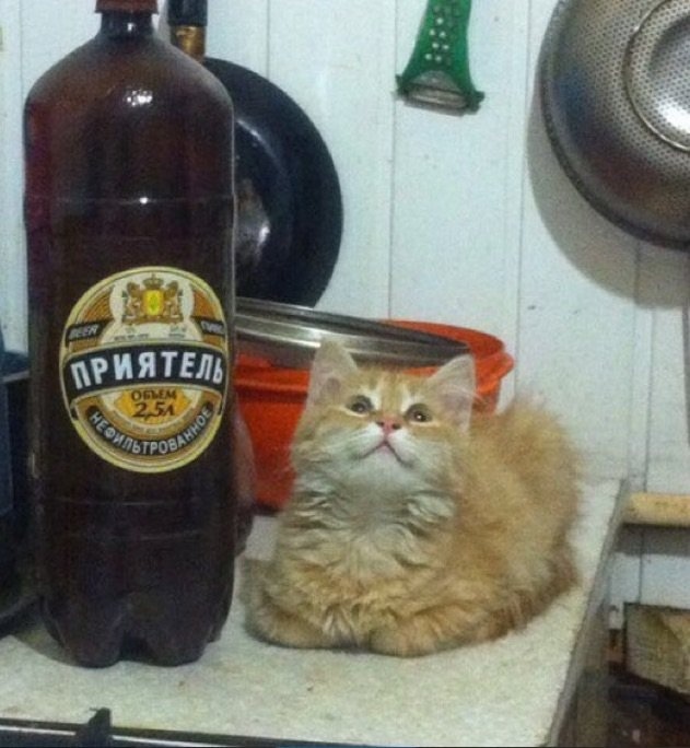 Прикольных котов пост