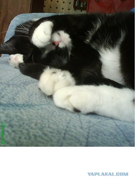 Начинаем котовторник!