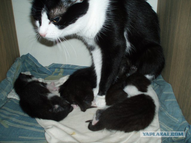 Первый котовторник июля