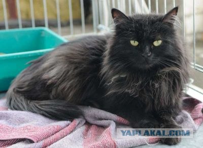 Котовторник! 11.10.11