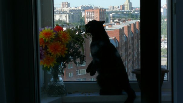 Котовторник 03 07 2012