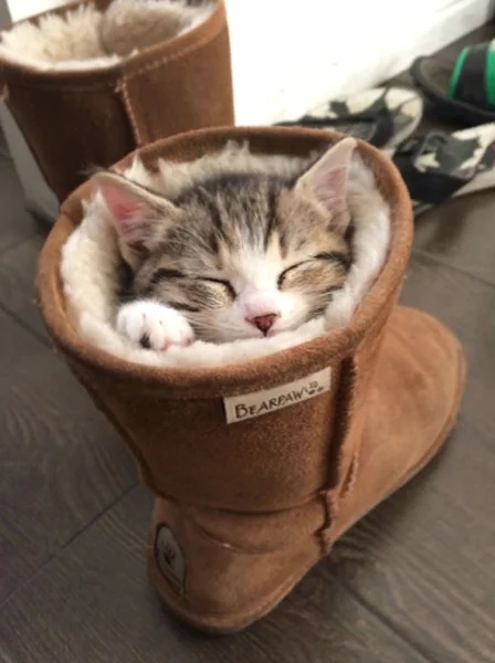 Прикольных котов пост