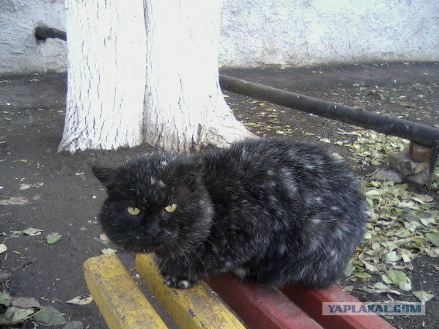 Животные, в которых можно влюбиться с первого взгляда