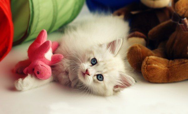 Забавные фото котеек