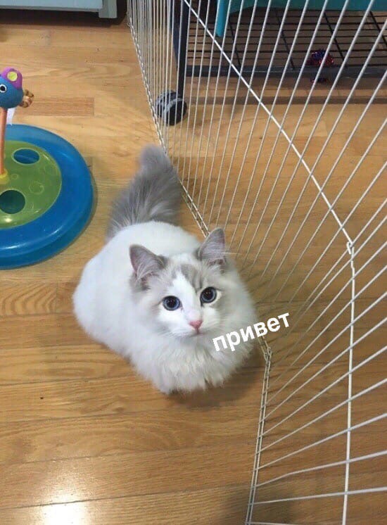 Картинки о животных, прямо и косвенно