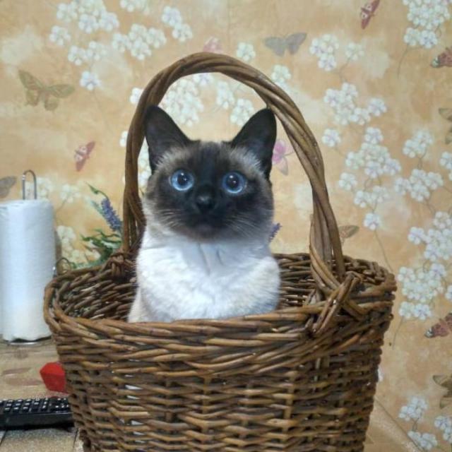 Первый котовторник 2022