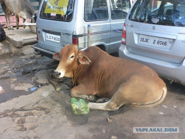 Путешествие по Индии