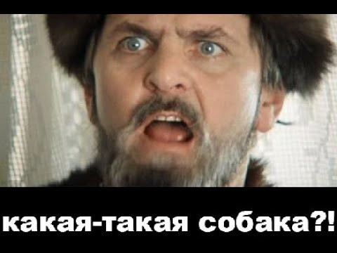 Два ошейника у собаки