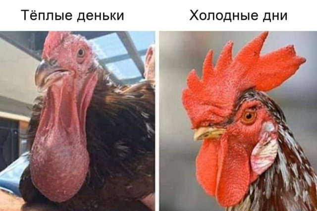 Забавные комментарии из социальных сетей (13.06.22)