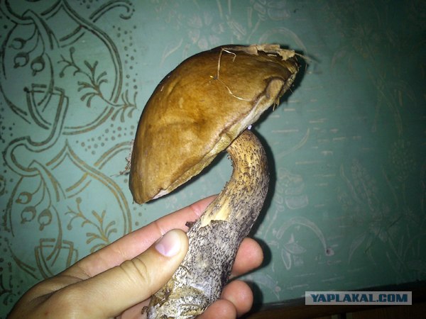 Поход за грибами