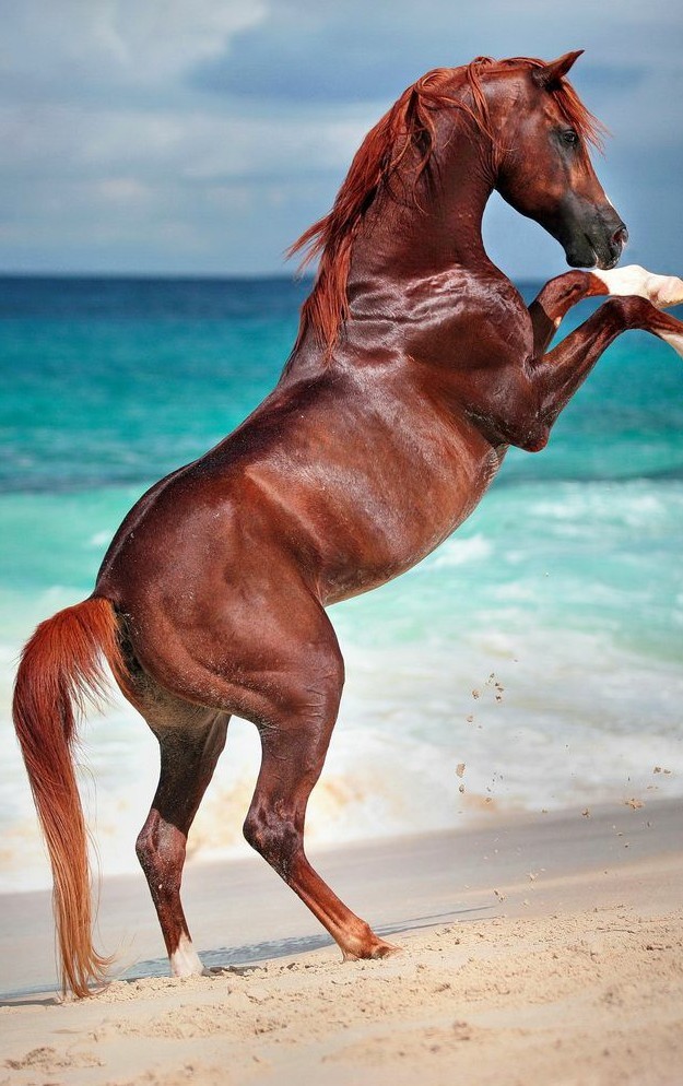 11 самых мускулистых женщин инстаграмма
