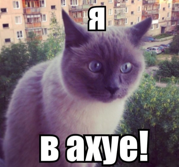 Та ты шо картинки