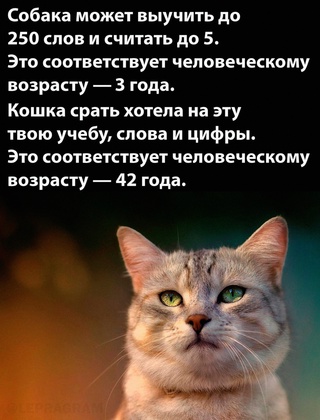 Картинки и мемы для настроения - 125