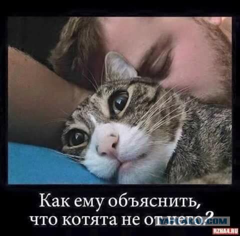 Баяны и аккордеоны. Смешные и не очень