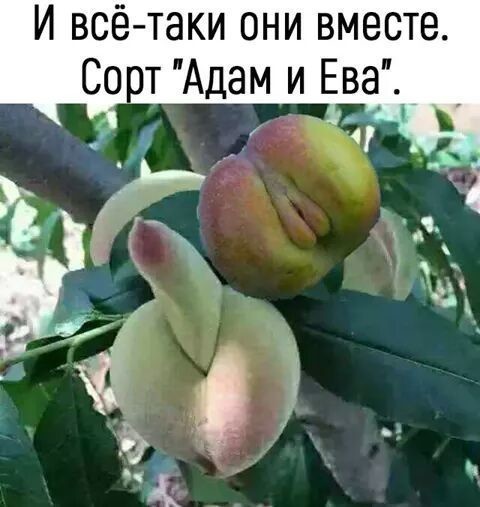 Немного юмора городским от деревенских