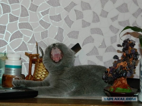 Котовторник  07.05.2013