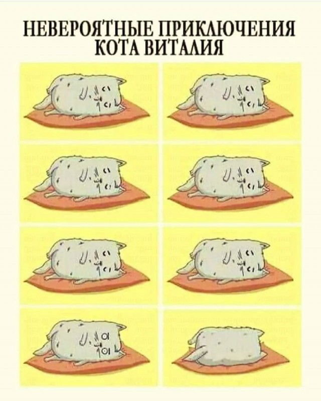 Великолепно тренированный пёс
