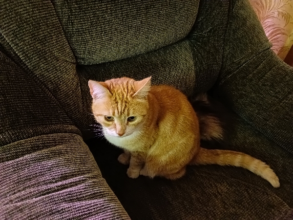 Очумелые Пёрышки