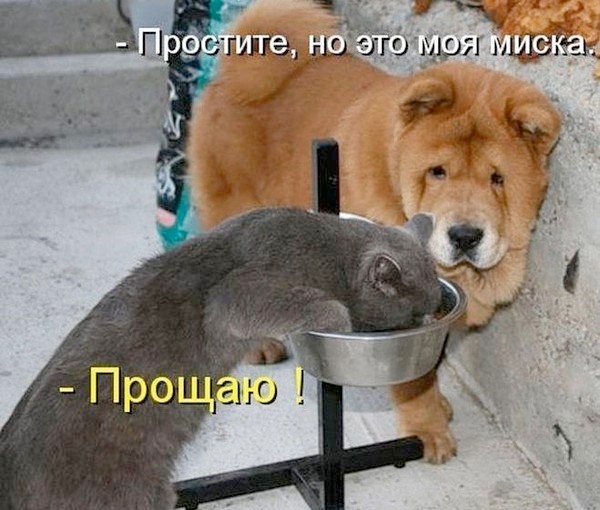 Картинки для деградации 231 (разной степени свежести)