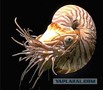 Nautilus - драгоценная чаша