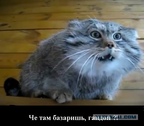 Где начинается цирк.