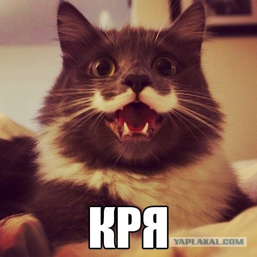Котовторник 25.02.2014