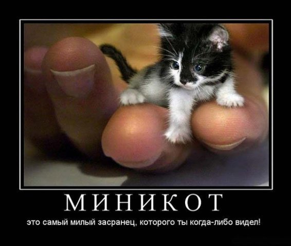 Комментарии из социальных сетей