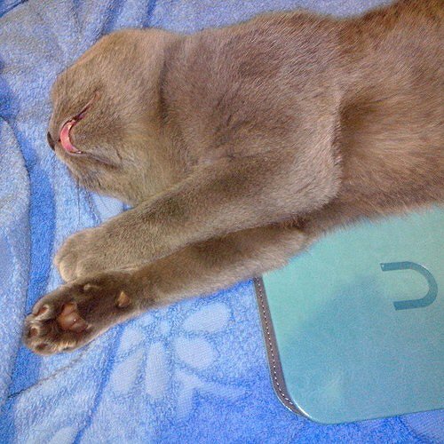 Котовторник 26.08.14.