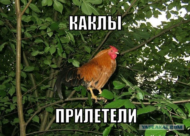 Доброволец с позывным "Коба"