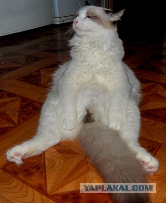 Котовторник 11.11.2014