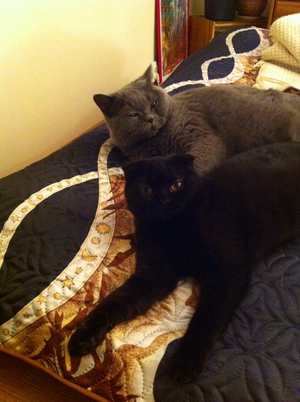 Котовторник