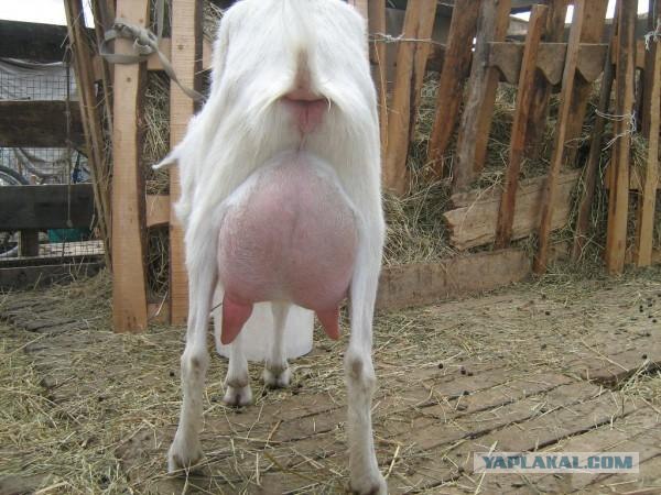 иди козе в трещину